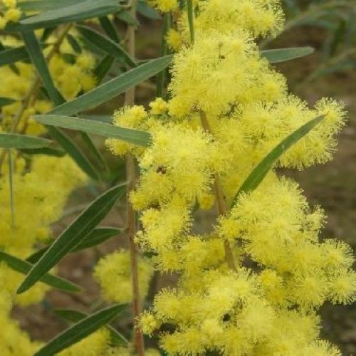 ACACIA RETINODES V25 <br/> Piante Ornamentali