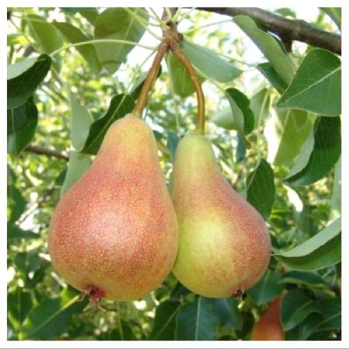 PYRUS COMMUNIS BELLA DI GIUGNO V24 PERA <br/> Piante e Alberi da Frutto