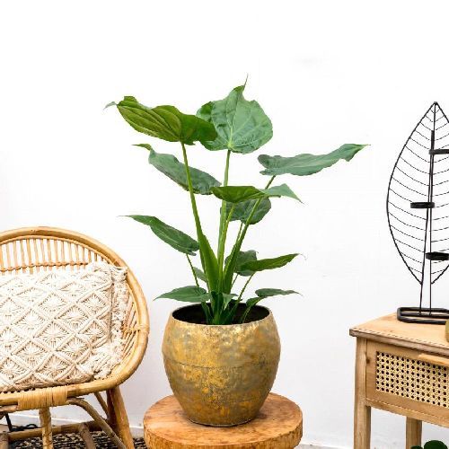 ALOCASIA CUCULLATA V17 H60 <br/> Piante Verdi da Interno