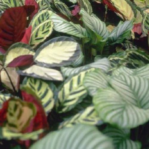 CALATHEA MIX V17 <br/> Piante Verdi da Interno