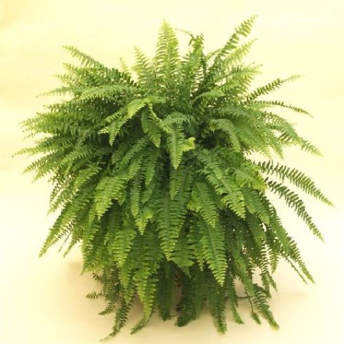 NEPHROLEPIS EXALTATA V19 FELCE <br/> Piante Verdi da Interno