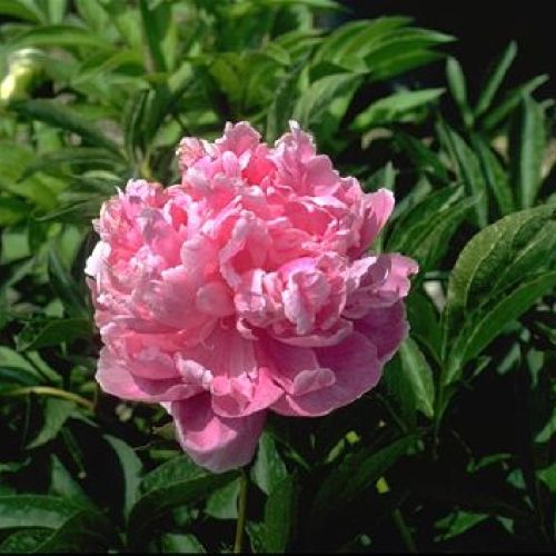 PAEONIA LACTIFLORA JADWIGA  V19 <br/> Piante Fiorite da Giardino