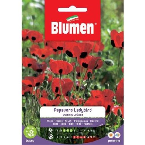 Blumen giardino fiori Papavero ladybird <br/> Semi da Fiore