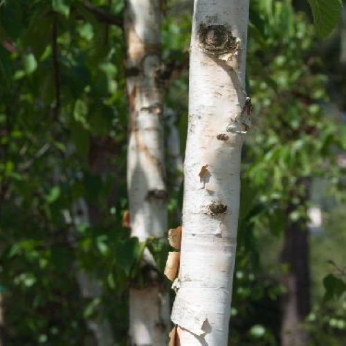 BETULA UTILIS DORENBOOS V25 <br/> Arbusti