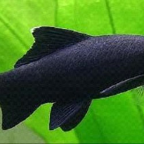 Labeo Bicolor MD <br/> Pesci Tropicali