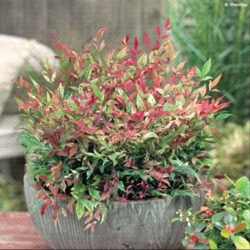NANDINA DOMESTICA RICHMOND V17 <br/> Arbusti