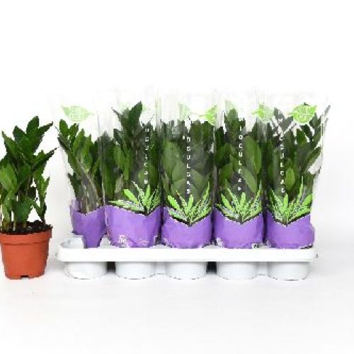 ZAMIOCULCAS V12 <br/> Piante Verdi da Interno