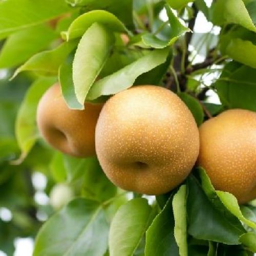 PYRUS PYRIFOLIA NASHI HOSUI V24 NASHI <br/> Piante e Alberi da Frutto