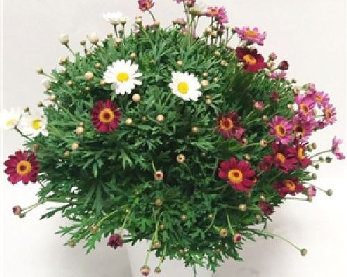 ARGYRANTHEMUM FRUTESCENS V19 TRIS MARGHERITA <br/> Piante Stagionali