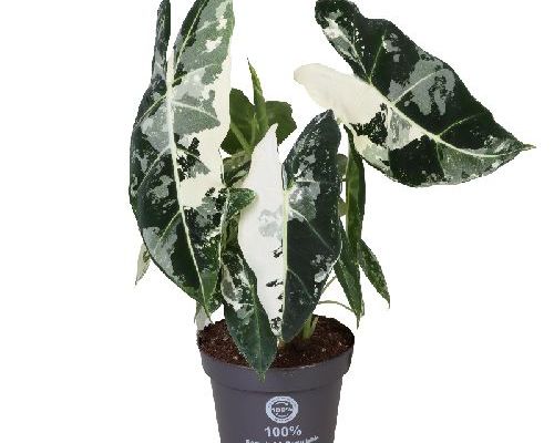 ALOCASIA FRYDEK VARIEGAT V12 <br/> Piante Verdi da Interno
