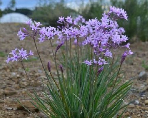 TULBAGHIA VIOLACEA DARK STAR V19 <br/> Piante Perenni ed Erbacee, Fiori Perenni