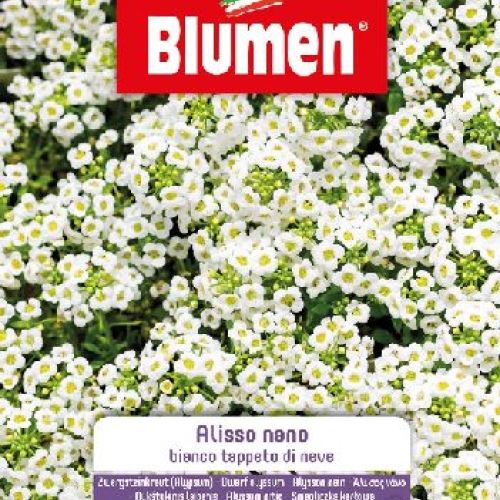 Blumen giardino fiori Alisso tappeto di neve nano <br/> Semi da Fiore