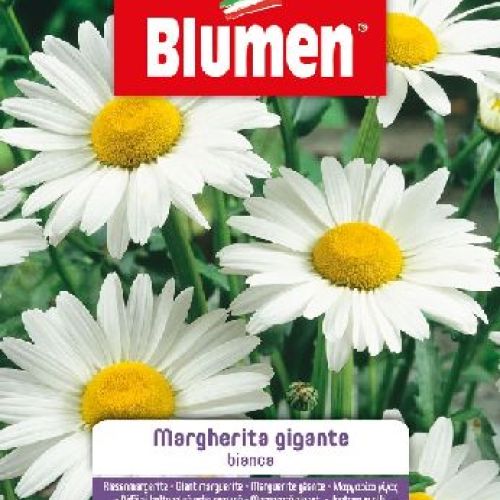 Blumen giardino fiori Margherita bianca gigante <br/> Semi da Fiore