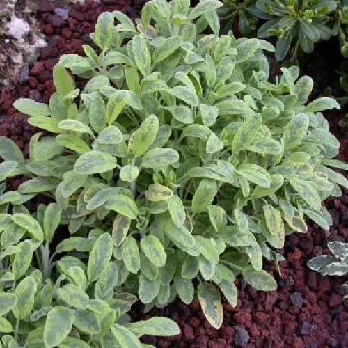SALVIA ICTERINA L'AROMA V14 <br/> Piante Aromatiche