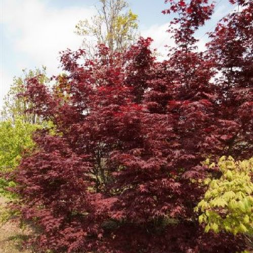 ACER PALMATUM ATROPURPUREUM V25 <br/> Piante Ornamentali