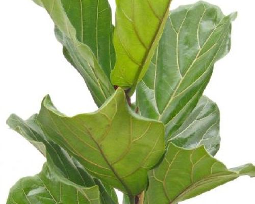 FICUS LYRATA V17 <br/> Piante Verdi da Interno