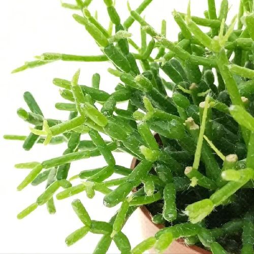 RHIPSALIS HETEROCLADA BK21 <br/> Piante Grasse