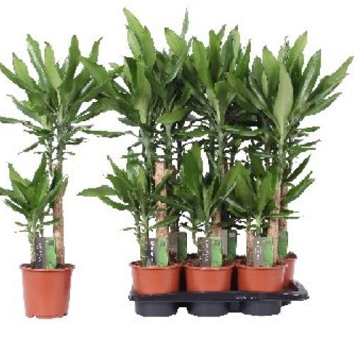 DRACENA FRAGRANS STENDNERI V17 <br/> Piante Verdi da Interno