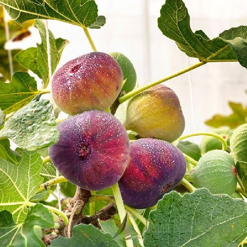FICO FICUS CARICA V24 <br/> Piante e Alberi da Frutto