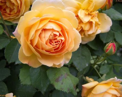 ROSA PAESAGGISTICA V.18 <br/> Piante Fiorite da Giardino