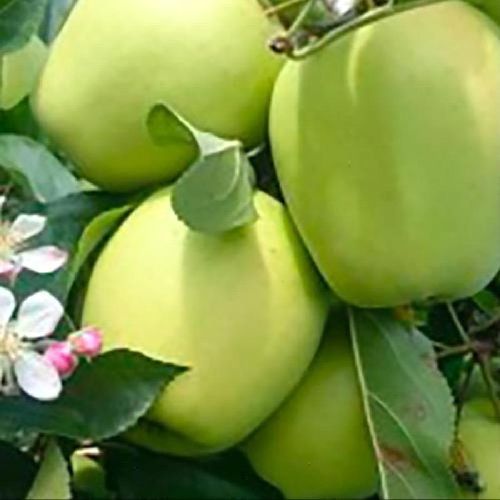 MALUS COMMUNIS GOLDEN VAL DI NON V24 MELA <br/> Piante e Alberi da Frutto