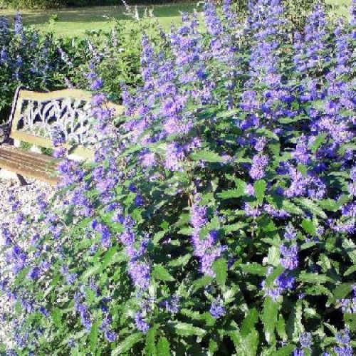 Caryopteris Clandonensis Blue Empire v17 <br/> Piante Fiorite da Giardino