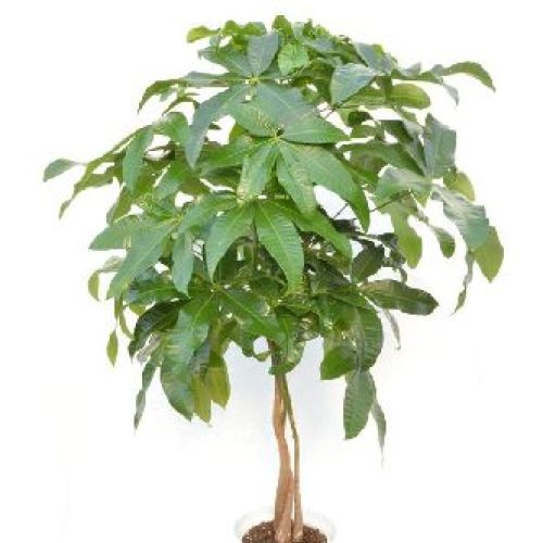 PACHIRA ACQUATICA V14 <br/> Piante Verdi da Interno