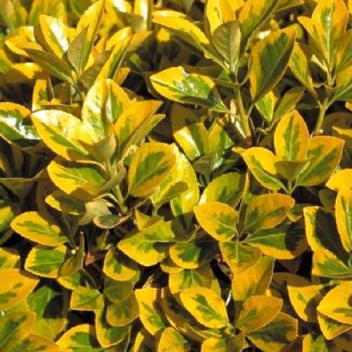 EUONYMUS JAPONICUS AUREOVARIEGATUM  V17 <br/> Arbusti