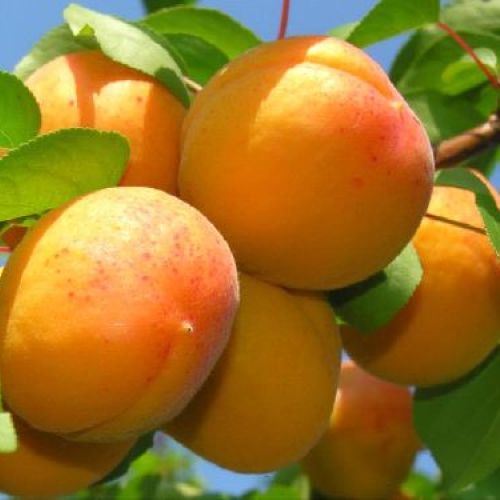 PRUNUS ARMENIACA SAN CASTRESE V24 ALBICOCCO <br/> Piante e Alberi da Frutto