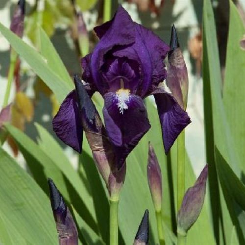 IRIS JAPONICA v17 <br/> Piante Perenni ed Erbacee, Fiori Perenni