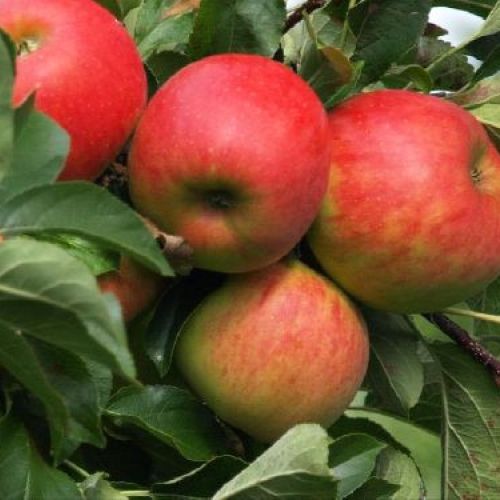 MALUS COMMUNIS IMPERATORE V24 MELA <br/> Piante e Alberi da Frutto