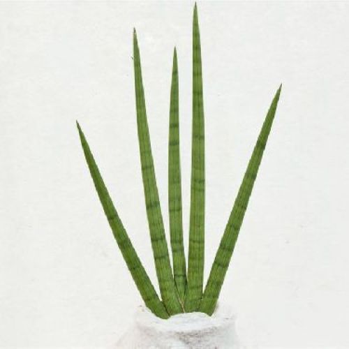 SANSEVERIA CYLINDRICA V17 <br/> Piante Verdi da Interno