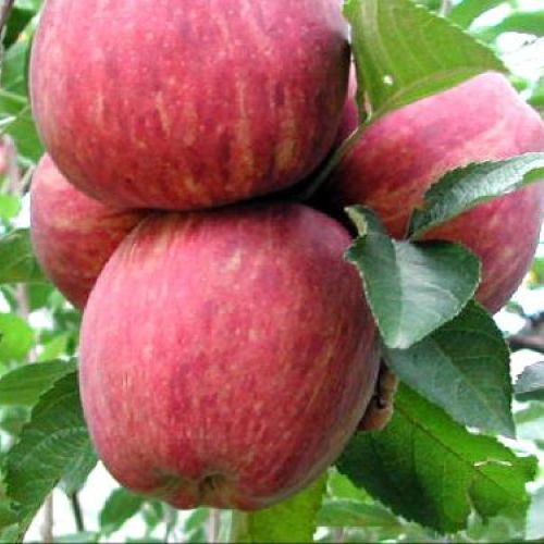 MALUS COMMUNIS SUPER STARKING V24 MELA <br/> Piante e Alberi da Frutto