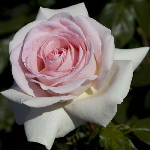ROSA G. FIORI PRINCE JARDINIER MEITRONI V 14X14 <br/> Piante Fiorite da Giardino