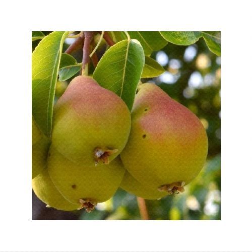 PYRUS COMMUNIS MOSCATELLA V24 PERO <br/> Piante e Alberi da Frutto