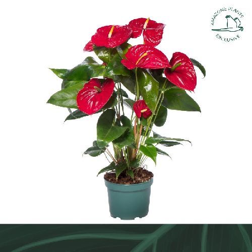 ANTHURIUM ANDREANUM RED V.17 <br/> Piante Fiorite da Interno