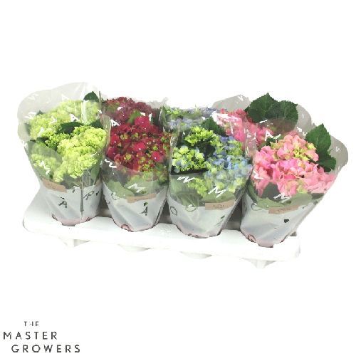 HYDRANGEA MACROPHYLLA V10 ORTENSIA <br/> Piante Fiorite da Interno