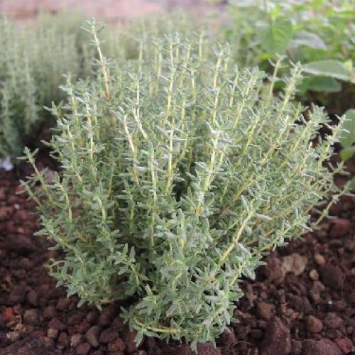 THYMUS VULOGARIS FAUSTINII L'AROMA V14 TIMO FAUSTINI <br/> Piante Aromatiche
