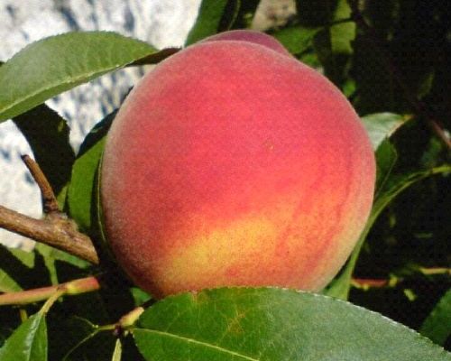 PRUNUS PERSICA CRESTHAVEN V24 PESCA GIALLA <br/> Piante e Alberi da Frutto