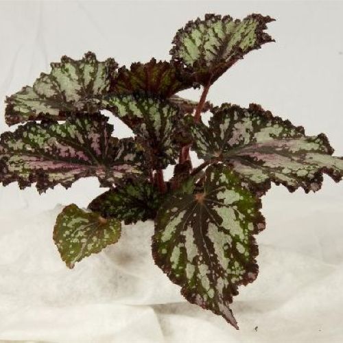 BEGONIA REX V.12 <br/> Piante Verdi da Interno