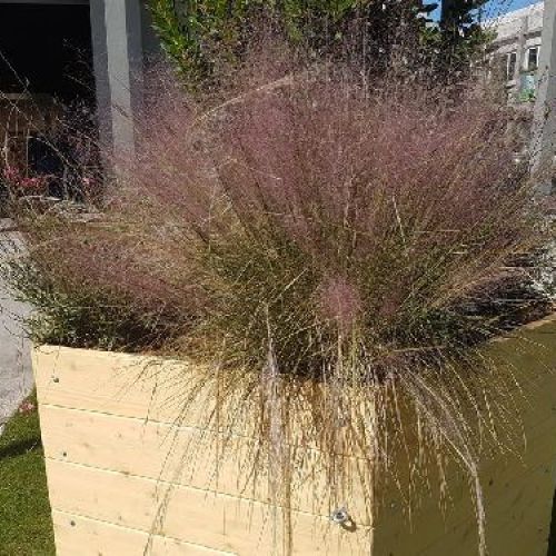 MUHLENBERGIA CAPILLARIS V17 <br/> Piante Perenni ed Erbacee, Fiori Perenni