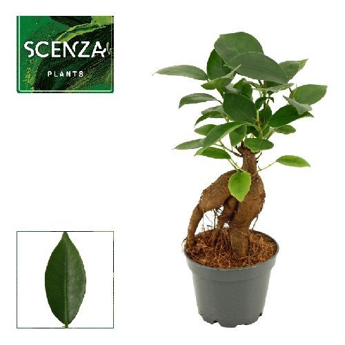 FICUS GINSENG V6 <br/> Piante Verdi da Interno