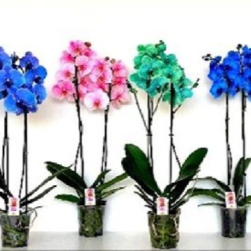 PHALAENOPSIS 2 FIORI COLOR V12 <br/> Piante Fiorite da Interno