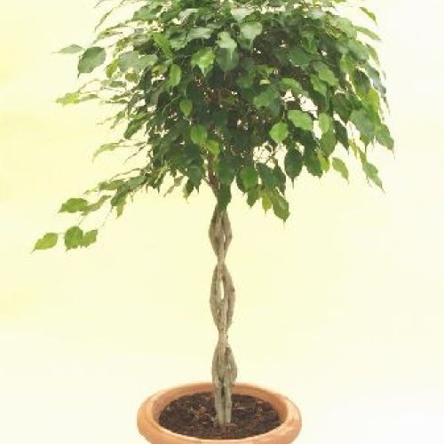 FICUS BENIAMINA H.100 <br/> Piante Verdi da Interno