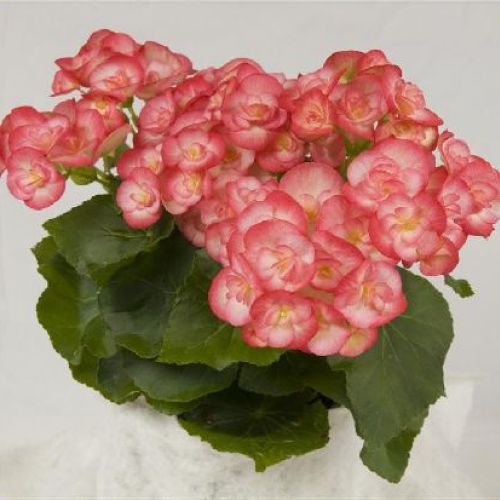 BEGONIA ELIATOR v.14 <br/> Piante Fiorite da Interno