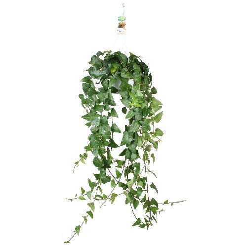 HEDERA HELIX BK18 EDERA <br/> Piante Verdi da Interno