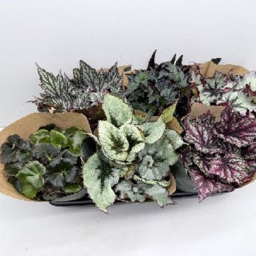 BEGONIA REX V15 <br/> Piante Verdi da Interno