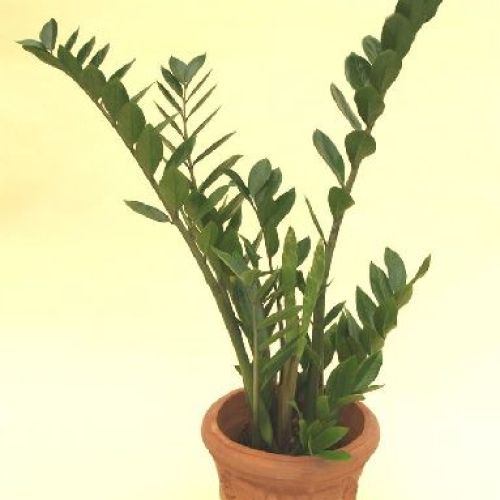ZAMIOCULCAS V10 <br/> Piante Verdi da Interno
