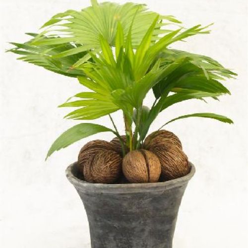 LIVISTONIA ROTUNDIFOLIA V26 <br/> Piante Verdi da Interno