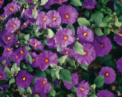 SOLANUM RANTONNETTI V20 <br/> Piante Fiorite da Giardino